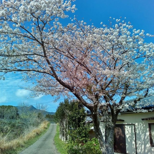 山口農園の桜も満開になりました♪  今日は天気が良くて近くの尾立縄文遺跡や馬事公苑にもたくさん人が来ていました♪ #山口農園　#綾町