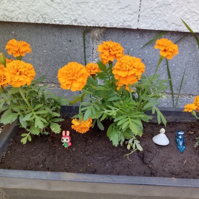 もらった花を子供が鉢とプランターに植えました♪  小さいフィギュアもあったので花の横に置いて飾ったらかわいさが増したｗ  #プランター #山口農園 #尾立地区は今日花植えでした