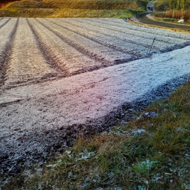 尾立はちょびっと雪積もりました〜。明日の朝はもっと積もるかも #山口農園