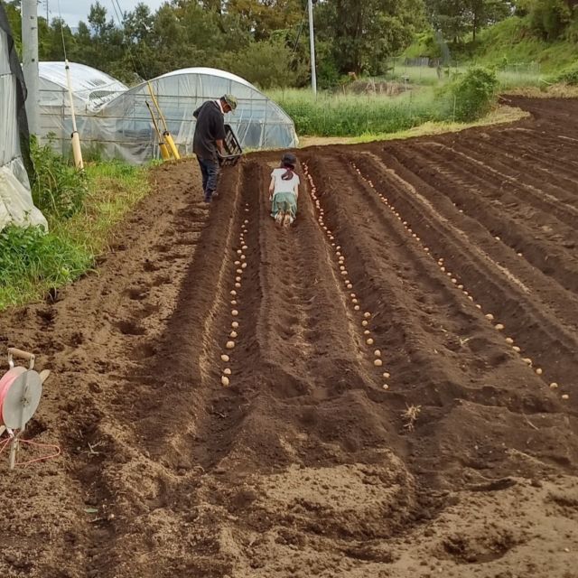 今日はじゃがいも植えでした♪ 溝を作ってじゃがいもを置き、埋めるの作業。 子供が手伝ってくれたので早く終わりました～。  #山口農園 #炭素循環農法 #じゃがいも植え